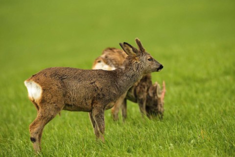 European roe deer (Capreolus capreolus) fawn in winter coat with short velvet horns and eye injury