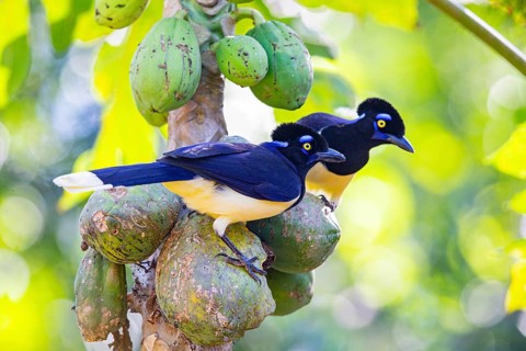 Plush-crested jay (Cyanocorax chrysops) Pantanal Brazil