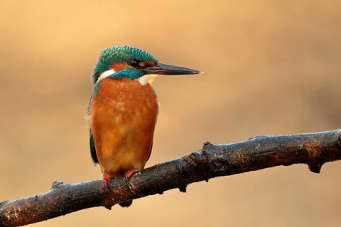 Common Kingfisher (Alcedo atthis) juvenile, Utrecht, Netherlands