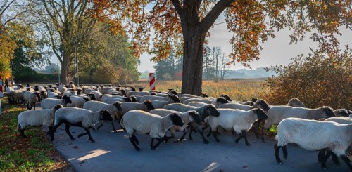 A herd of black-headed sheep are driven across a road to a new field. Mecklenburg-Western
