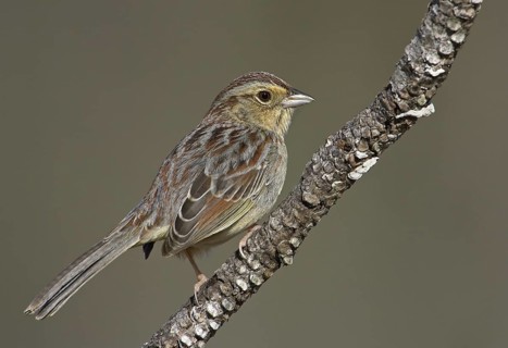 Bachman's Sparrow (Peucaea aestivalis), Florida, USA