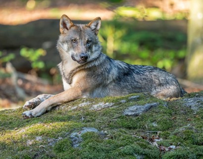 Wolf (Canis lupus) lying on a moss-covered rock and looking attentively, captive, Bavarian Forest
