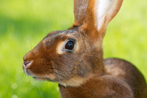 A hare rabbit, red-brown, red-brown, animals, rabbit, hare, hares, pet, meadow, portrait,
