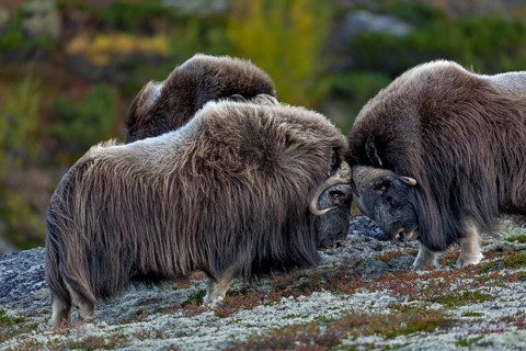 Although there are four adult musk ox bulls (Ovibos moschatus) in total, there is only a playful