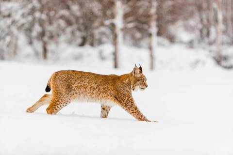One young male Eurasian lynx, (Lynx lynx), walking over a deep snow covered meadow with a forest in