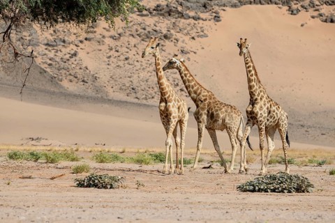 Angola giraffes (Giraffa camelopardalis angolensis) in the Huab dry river, Kaokoveld, Kunene