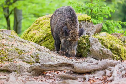 Wild boar (Sus scrofa) forages for food on the forest floor