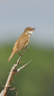 Great Reed Warbler (Acrocephalus arundinaceus) with open beak, singing, twittering, sitting on a