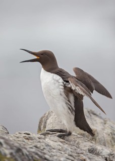 Common Murre (Uria aalge), Scotland, United Kingdom