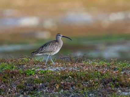 Whimbrel (Numenius phaeopus) adult bird in breeding territory, amongst tundra vegetation, May,