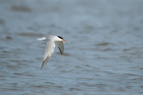 Common tern (Sterna hirundo) adult bird in flight carrying a fish in its beak in the summer,