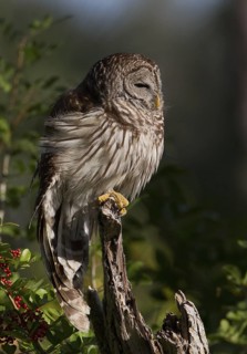 Barred Owl (Strix varia), Florida, USA