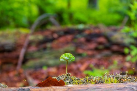New life. Tree sapling grows on dead wood. Kleine Ohe creek below Waldhaeuser village in the
