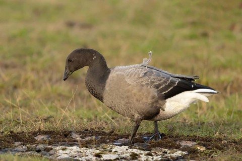 Brant Goose (Branta bernicla) foraging, Smaland, Sweden