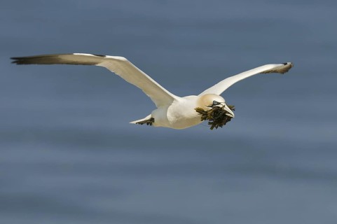 Northern Gannet (Morus bassanus) flying, Quebec, Canada