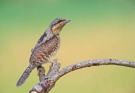 Eurasian Wryneck (Jynx torquilla) juvenile perched on a branch, Aosta Valley, Italy