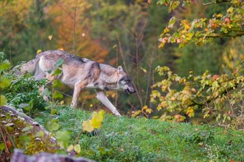 A Eurasian gray wolf (Canis lupus lupus) runs down a hill on a lying tree trunk. Early morning