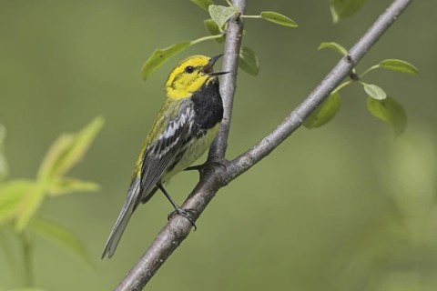 Black-throated Green Warbler (Setophaga virens) male singing, Ontario, Canada