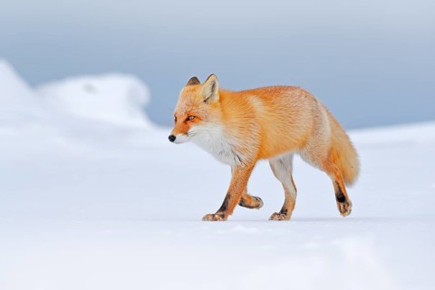 Red fox in white snow. Cold winter with orange fur fox. Hunting animal in the snowy meadow, Japan.