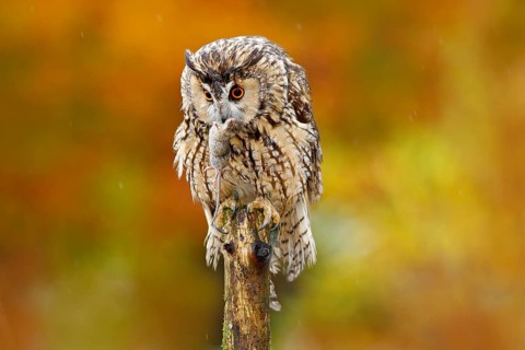 Owl with mouse in bill. Owl with open wings. Owl in orange autumn leaves forest. Long-eared Owl