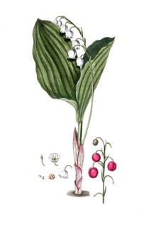Convallaria maialis, lily of the valley, digital reproduction of a historical original, between