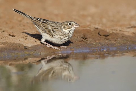 Vesper Sparrow (Pooecetes gramineus), Texas, USA