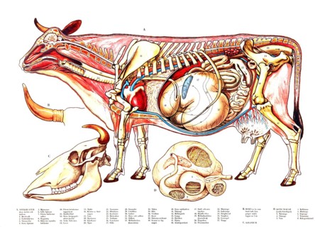 Animal anatomy, domestic cattle, anatomical overview of a bovine animal, specifically a schematic