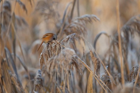 Bearded tit or reedling (Panurus biarmicus) adult male bird feeding on a frosted Common reed