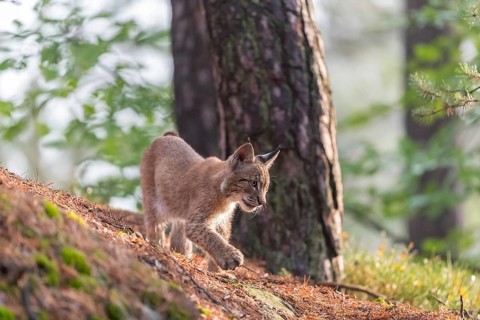 One young Eurasian lynx, (Lynx lynx), walking thru a forest. Green vegetation around him