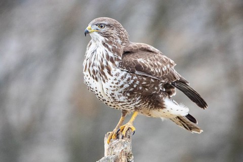 Common buzzard (Buteo buteo) Germany