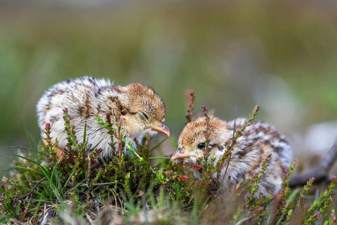 Chick of Red-legged Partridge, Alectoris rufa, North York Moors National Park, Yorkshire, England,