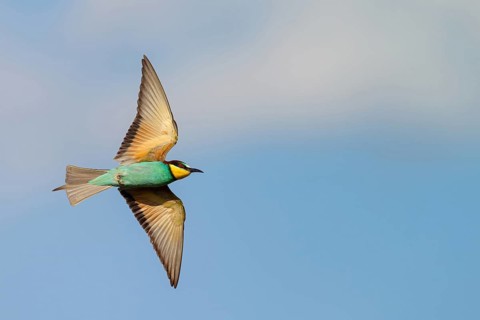 Bee-eater, (Merops apiaster), flight photo, Tiszaalpár, Kiskunsági National Park, Bács-Kiskun,