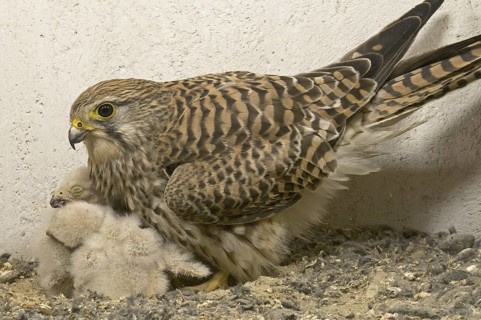 Common Kestrel (Falco tinnunculus) juvenile, Saxony, Germany