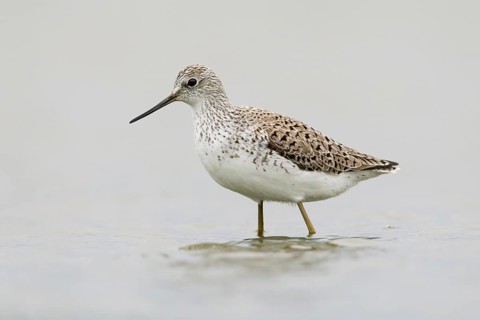 Marsh Sandpiper (Tringa stagnatilis) foraging, Victoria, Australia