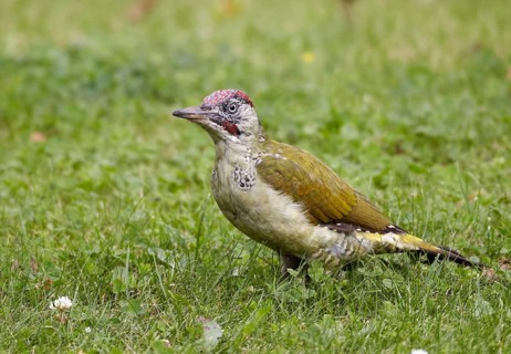 European Green Woodpecker (Picus viridis) male, Mecklenburg-Western Pomerania, Germany