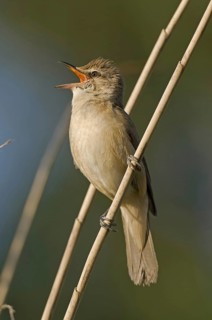 Great Reed Warbler (Acrocephalus arundinaceus) singing, Saxony, Germany
