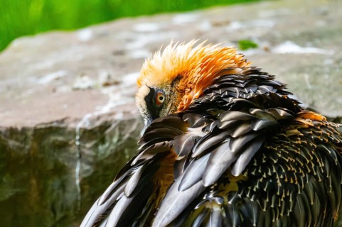 Bearded Vulture (Gypaetus barbatus) adult bird, portrait, Germany