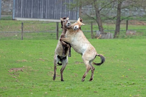 Przewalski's horse (Equus ferus przewalskii), playing in the meadow, rising, Tachi, Captive