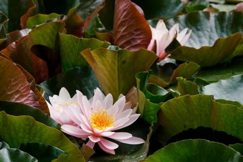 Picturesque water lilies on a lake, June, Germany