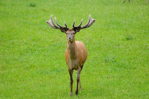 Stag with imposing antlers looking head-on into the camera, standing in a meadow, red deer (Cervus