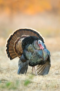Wild Turkey (Meleagris gallopavo) male, California, USA