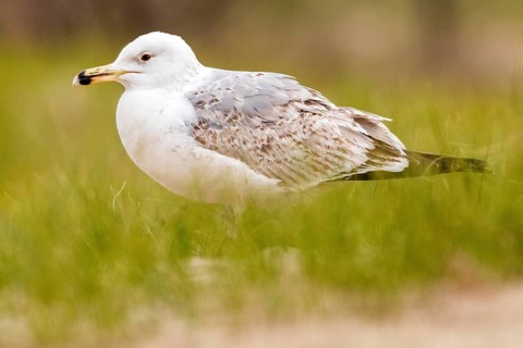 Caspian Gull (Larus cachinnans), Romania