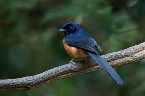 White-rumped Shama (Copsychus malabaricus) male, Kaeng Krachan, Thailand