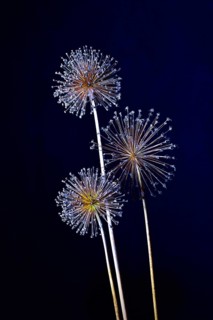 Studio photograph of an arrangement of faded allium flowers against a black background, slightly