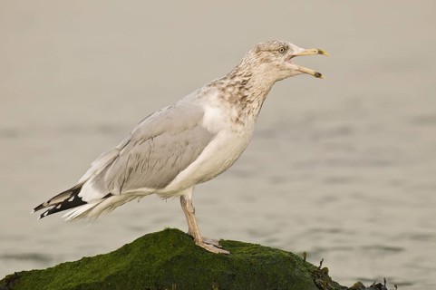 American Herring Gull (Larus smithsonianus), New Jersey, USA
