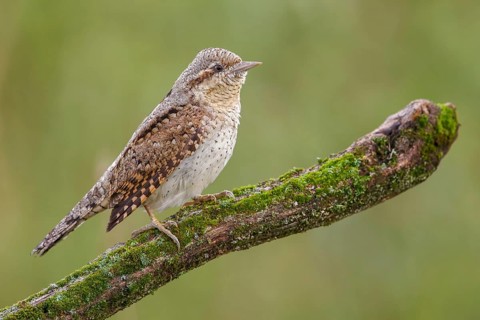 Eurasian Wryneck (Jynx torquilla) male perched on a mossy branch, Poland