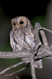 Flammulated Owl Psiloscops flammeolus Chiricahua Mountains, ARIZONA, USA 3 May Adult Strigidae