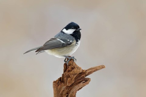 Song bird with pink background. Coal Tit, songbird sitting on beautiful lichen branch, animal in