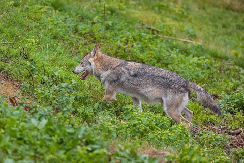 One adult eurasian gray wolf (Canis lupus lupus) walking through the green undergrowth at a forest