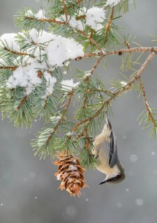 Pygmy Nuthatch (Sitta pygmaea) perched on a conifer branch, Colorado, USA